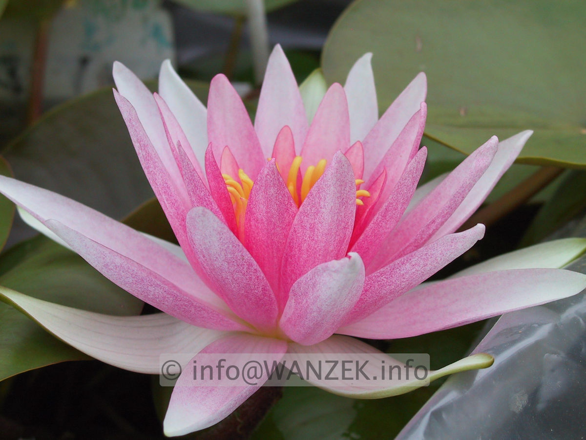 Nymphaea Fritz Junge  2.JPG